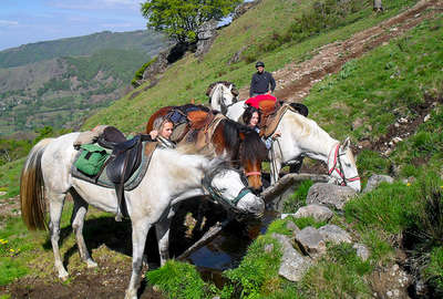 Horses in the French countryside