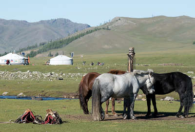 Mongol horses in Mongolia
