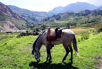 Peruvian horse in Colca Canyon