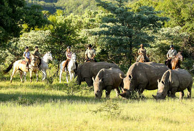 Rhinos in a private game reserve in South Africa