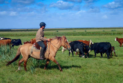 Rider rounding up cattle in Uruguay