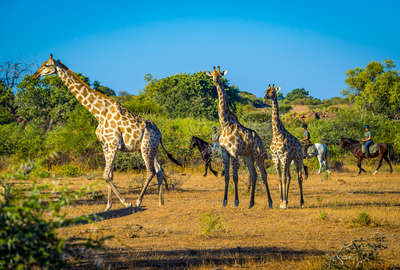 Riders and giraffe on a horseback safari