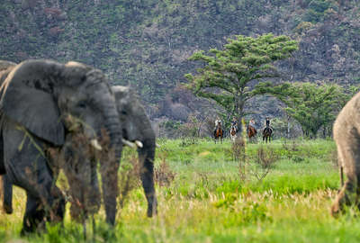 Riders watching elephant on a horseback safari