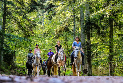 Riding in the forests of Alsace on a riding holiday