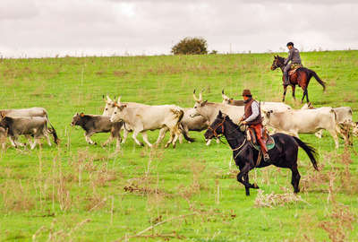 Tuscan cowboys at work in Italy