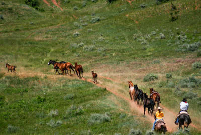 Two riders pushing horses on a horse drive in Montana