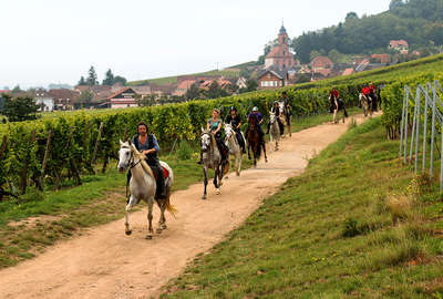 Vineyards and horses in france