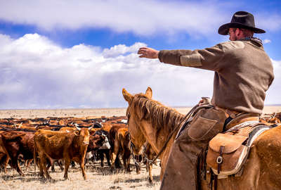 Wrangler assessing a group of cattle at Chico Basin ranch, Colorado