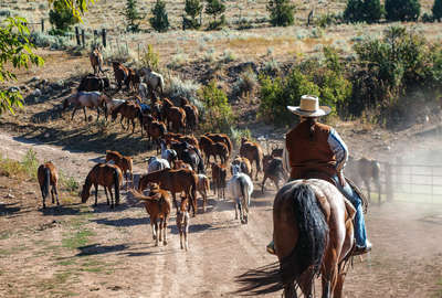 Wrangler driving a loose herd of horses