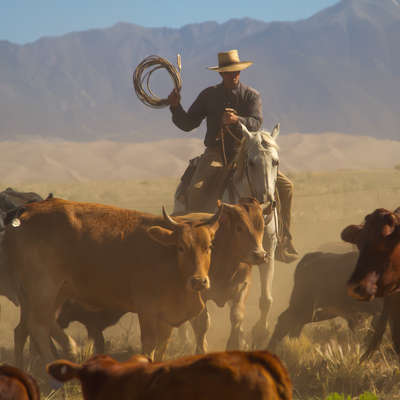 Cattle work on a US ranch