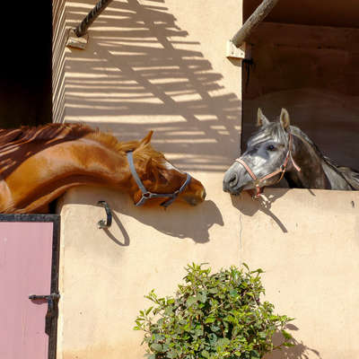 Two horses at Ranch les Gazelles