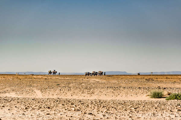 A caravan of camels in the Sahara led by a team of berbers