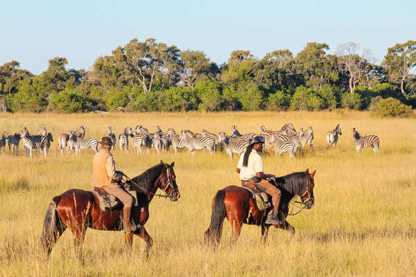 A couple of riders admiring a herd of zebras in Botswana