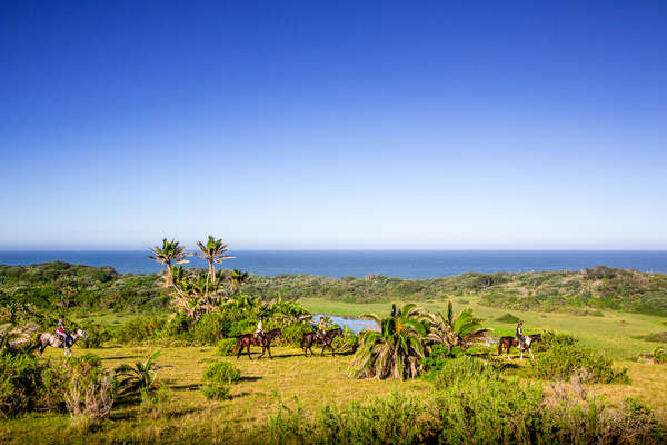 A group of riders crossing palm trees with the ocean behind