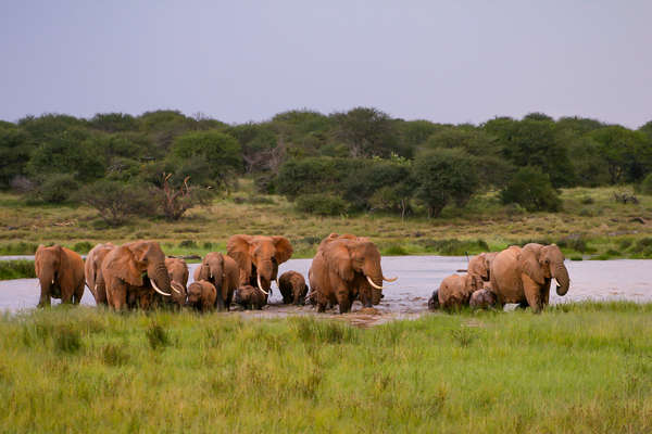 A herd of elephants bathing in a pound in Kenya