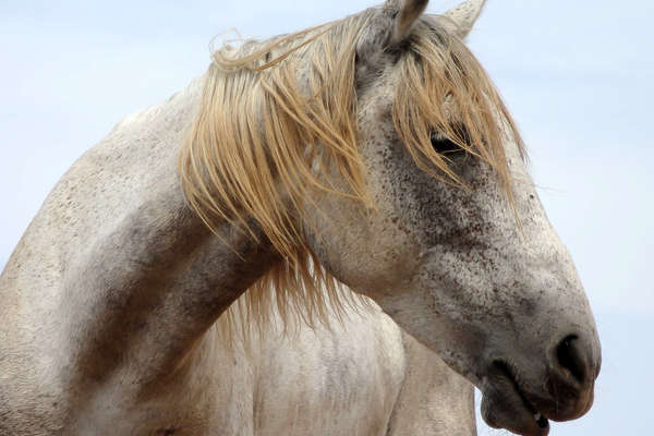 A horse in Morocco