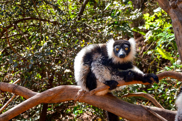 A lemur sitting on a branch in Madagascar