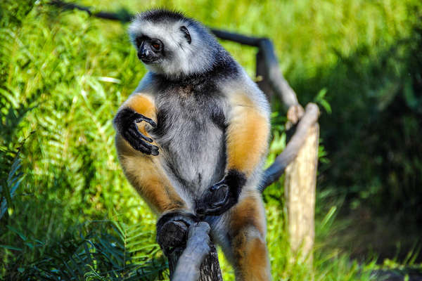 A lemur specimen sitting on a wooden fence in Madagascar