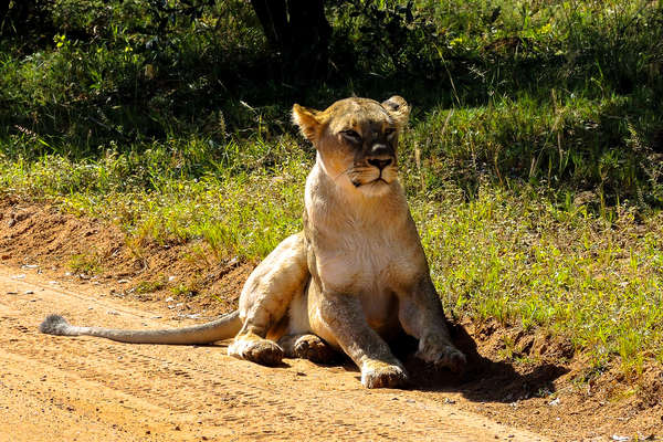 A lioness in Entabeni Game Reserve, South Africa