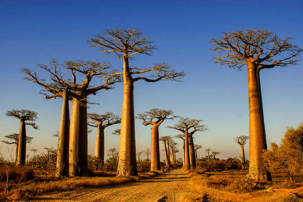 A road in Madagascar with Baobads on each sides
