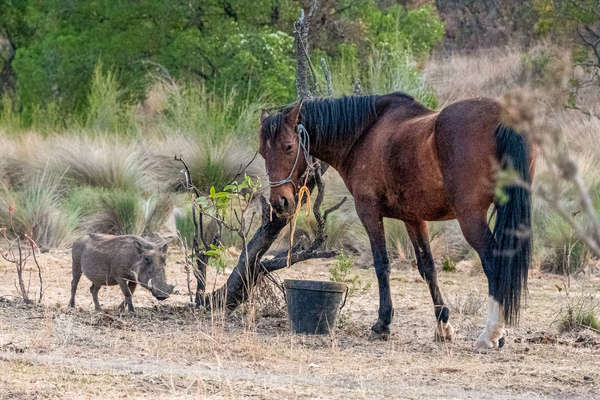 A warthog and a horse in a field in South Africa