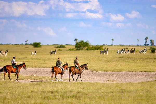 African horse safari with riders watching zebra from the saddle
