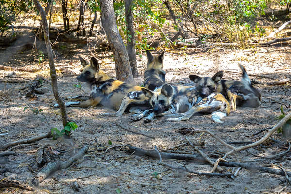 African wild dogs laying under a tree in Zimbabwe