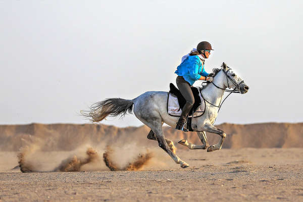 An arabian horse riding in the Egyptian desert