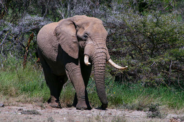 An elephant in Kenya