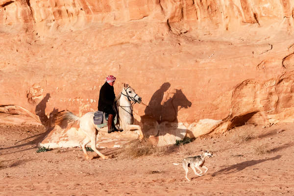 Arabian horse in the Wadiu Rum desert, Jordan
