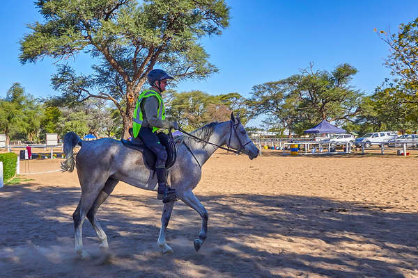 Arabian horse ridden in a FEI endurance competition