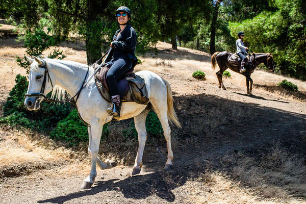 Barb-Arab horses on an endurance programme in Morocco