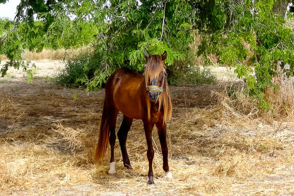 Barb horse in Senegal