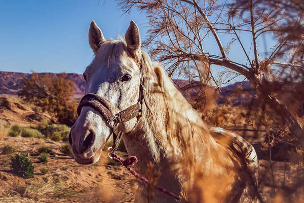 Barb horse resting in the shade of an acacia tree in the Sahara