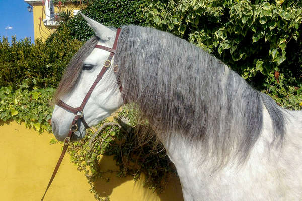 Beautiful Portuguese horse used for the dressage holidays at Alcainça in Portugal