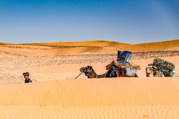 Berber leading a camel in the Moroccan sahara