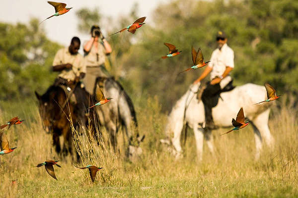 Birds in Botswana