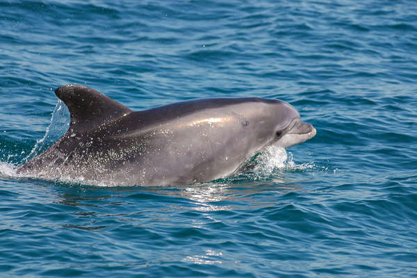 Bottlenose dolphin spotted in Portugal