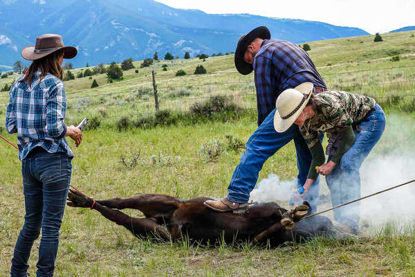 Branding day at the Dryhead ranch in Montana