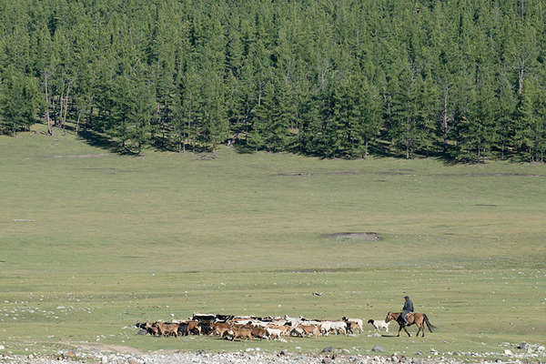 Breeder herding goats on horseback in Mongolia