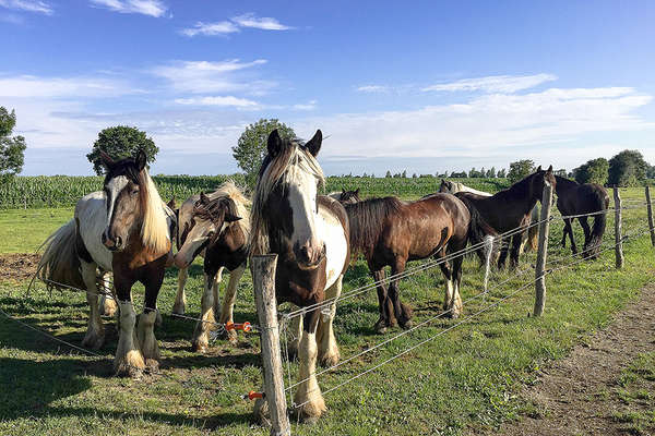 Brittany and Irish Cobs horses, France