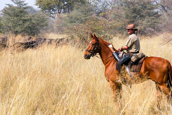 Buffalo on a riding safari at Macatoo Camp