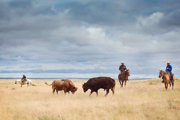 Bulls butting heads at Chico Basin Ranch in Colorado