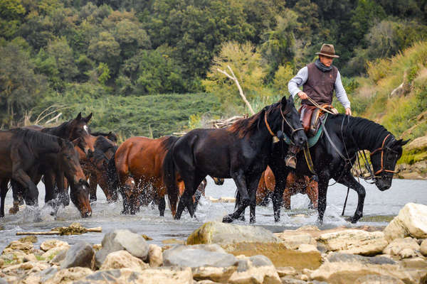 Buttero crossing a river on horseback