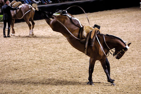 cadre noir saumur,national horse school