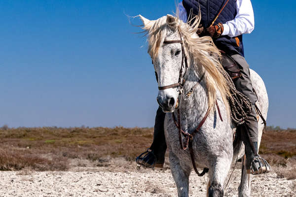 Camargue horse