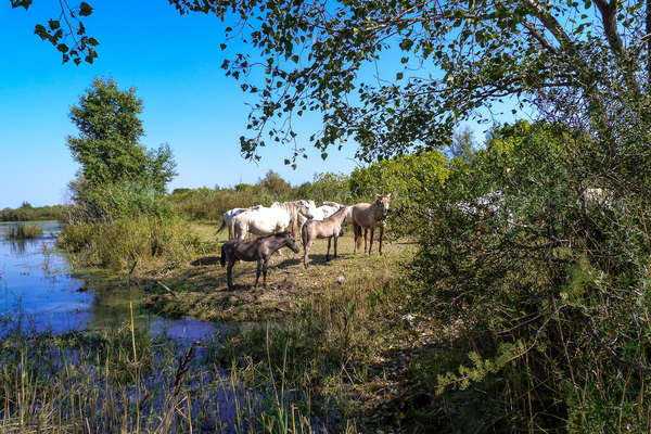 Camargue horses and foals