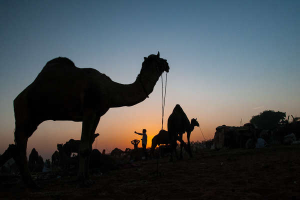 Camel in Rajasthan