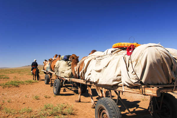 Camels pulling a cart in Mongolia