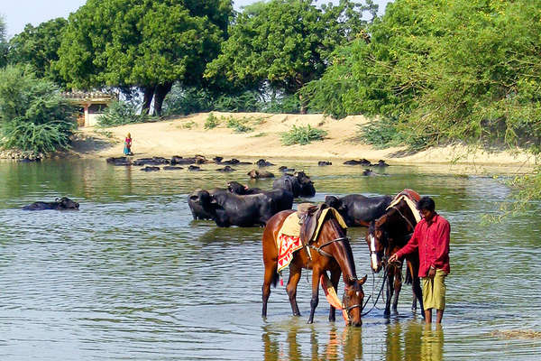 Cattle and horse bathing in India